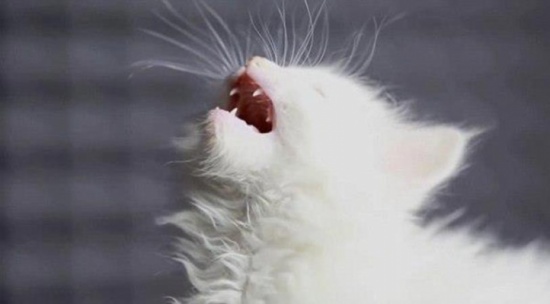 فيديو طريف لقطط مغنيات يجتاح الانترنت كإعصار