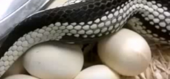 فيديو| هل رأيت كيف تبيض أنثى الثعبان؟!
