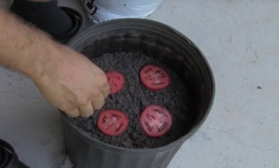 قطّع حبة بندورة ووضعها في التراب .. بعد 10 ايام حصل على نتيجة مذهلة!