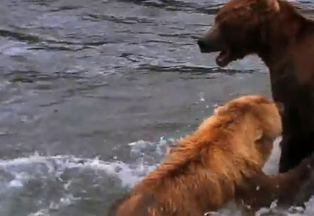 عالم الدببة