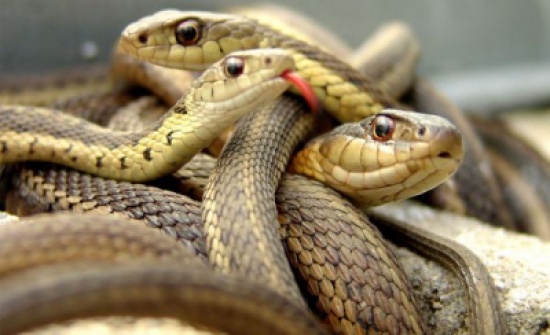 أفاعي سامة لمكافحة الرشاوى في الهند