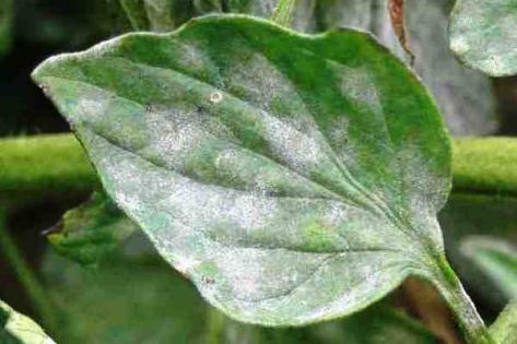 أردني يحصل على جائزة جمعية أمراض النبات الأميركية