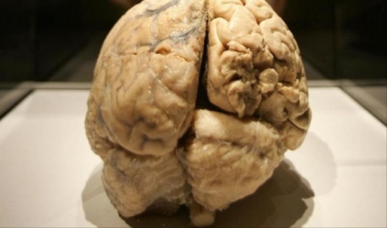 أكل أمخاخ البشر.. مقزز وقد يحل ألغاز أمراض قاتلة أكل أمخاخ البشر.. مقزز وقد يحل ألغاز أمراض قاتلة