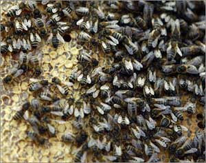 اختفاء كارثي للنحل في العالم    