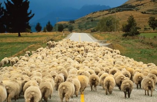 تصدير 260 الف خاروف للاسواق الخليجية منذ مطلع العام الحالي