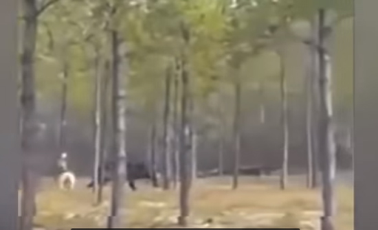 بالفيديو : ظهور "مُستذئب" حقيقي في غابات أمريكا