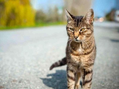 القبض على "قط" يهرِّب الهواتف المحمولة إلى أحد سجون روسيا