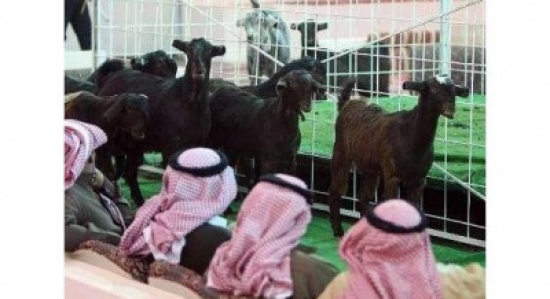 الأردن يشارك في مسابقة " ملكة جمال الماعز الشامي " الأردن يشارك في مسابقة " ملكة جمال الماعز الشامي "