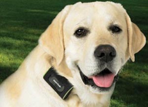 بريطانيا .. الإفراج عن لص لكي يعتني بكلبه