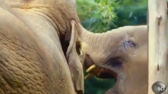 فيل ينظر لنفسه بشغف في المرآة لأول مرة