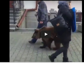 شاهد..  شاب يتجول بدب في شوارع مدينة روسية