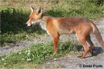 ثعلب مولع بسرقة الاحذية في ألمانيا