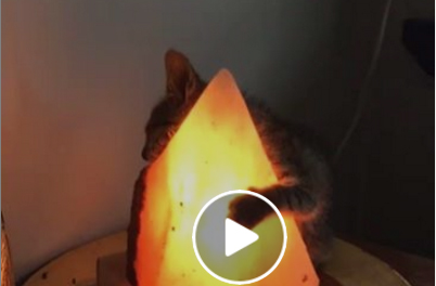 لقطات طريفة لقطة تعانق «لمبة» لتدفئة نفسها