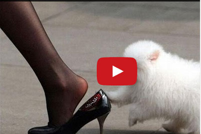 حيوانات مضحكة