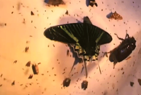 عالم الحشرات