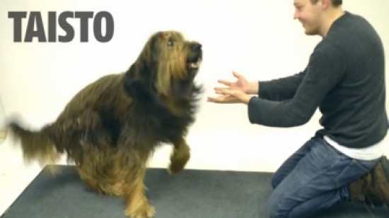 ساحر  يستعرض مواهبه أمام كلاب