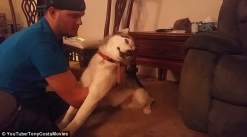 بالفيديو : كلب يتعاطى الماريجوانا