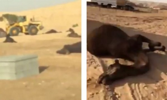 شاهد: عامل ينتقم من كفيله بدهس نصف إبله