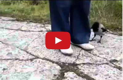 بالفيديو : مقطع طريف لغراب مشاكس