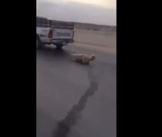 شاهد .. سائق يجر كلبا وهو يسير بسرعة عالية‎