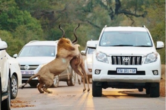 صور: أسد ينقض على فريسته أمام أعين السياح