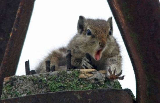 شاهد بالصور.. ردة فعل معبرة لـ"سنجاب" فقد طعامه