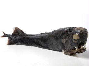 مخلوقات بشعة للغاية ومفترسة في "أعماق" لندن