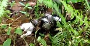 يخلص قطة من أنياب أفعى سامة