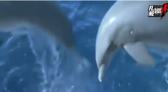 دولفين ينقذ امرأة حامل لحظة هجوم القرش عليها