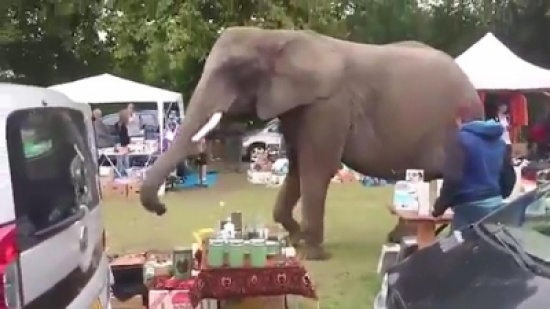 شاهد.. أنثى فيل تتجول في سوق بهولندا