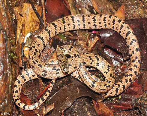 اكتشاف نوع جديد من الثعابين في كمبوديا