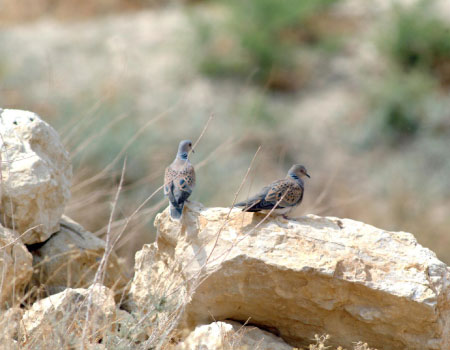 فتح موسم صيد الحمام في مناطق الأغوار بداية الشهر المقبل