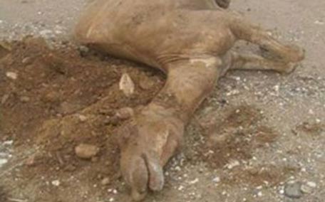 صاعقة تقتل ناقة