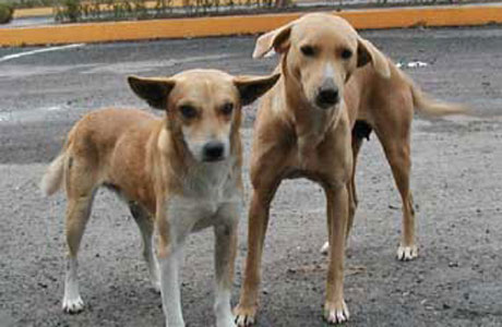 مضت ْ تجرجر ُ - كالكلابِ - ردائي