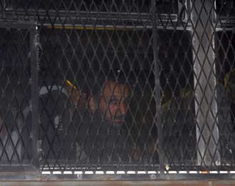 إسرائيل تطلق عشرات المتضامنين    