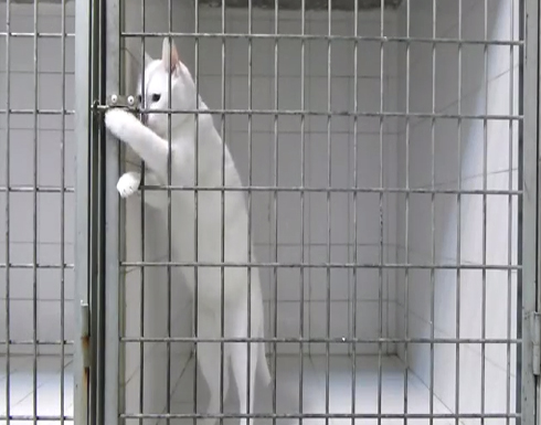 فيلم " Prison Break " نسخة القط !