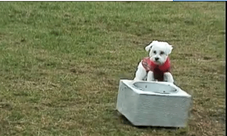 الكلب والطعام