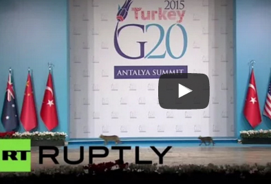 شاهد.. 3 قطط على منصة قمة مجموعة العشرين