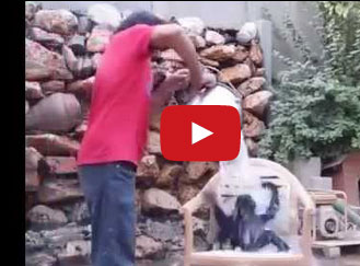 قرد يشارك في تحدي الثلج