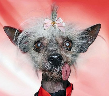 نفوق «أقبح كلبة» في العالم