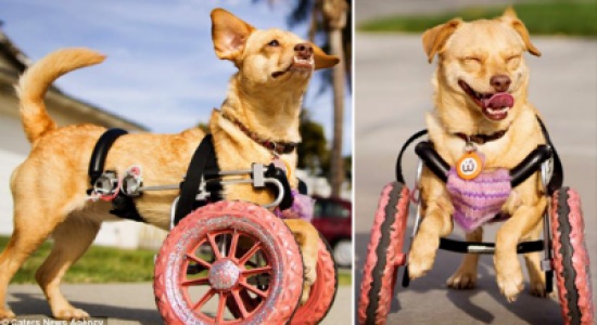 جهود مضنية لإنقاذ كلبة مشلولة و"تغيير حياتها"