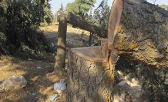 عجلون: بيئيون يحذرون من الاعتداءات على الثروة الحرجية