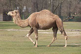 الجمل العربي يدخل النادي الحصري للحيوانات المفكوك شيفرة وراثتها