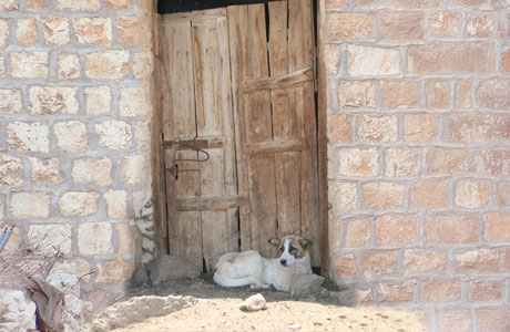 ما الذي يحرسه هذا الكلب ؟