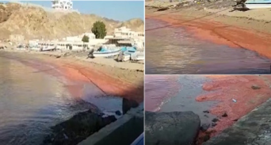 شاهد: البحر يفيض بعدد كبير جداُ من الربيان في سلطنة عمان