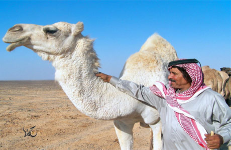 يا الوضحا .. حان الرحيل !