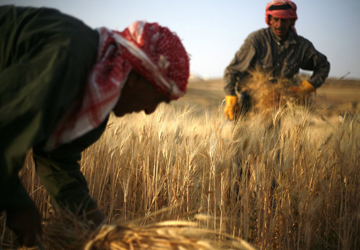 الحكومة تعلن أن مخزون البلاد الاستراتيجي من القمح مطمئن الحكومة تعلن أن مخزون البلاد الاستراتيجي من القمح مطمئن