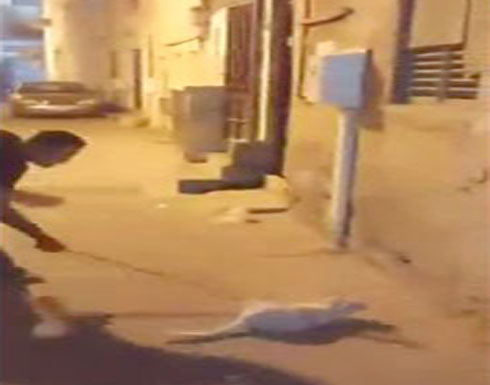 بالفيديو: شاب ينهال ضربًا على قطة بآلة حادة