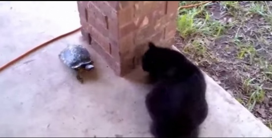 قطه تلعب مع سلحفاء