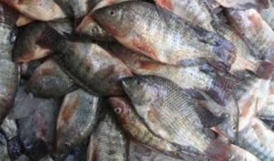 اتلاف اسماك منتهية الصلاحية باربد